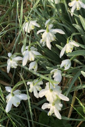 Snowdrops